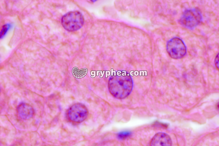 Hépatocytes x600 - gryphea.org